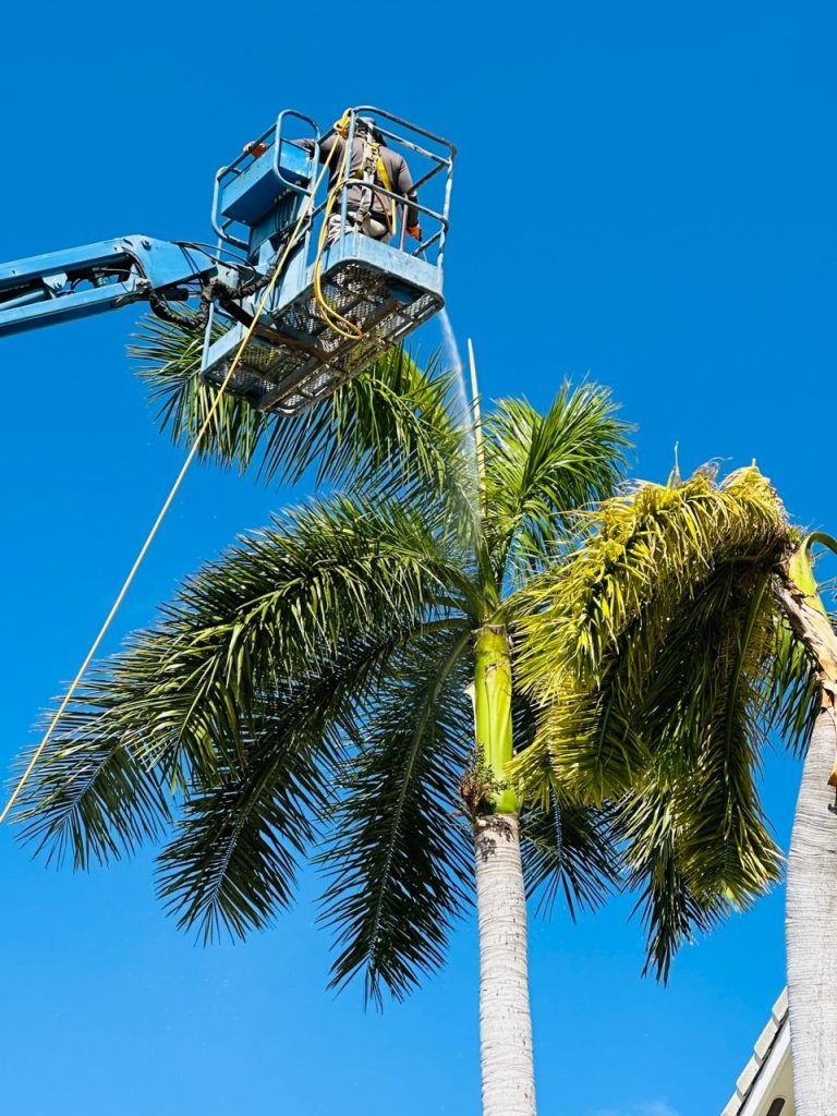 Pre-Storm Tree trimming
