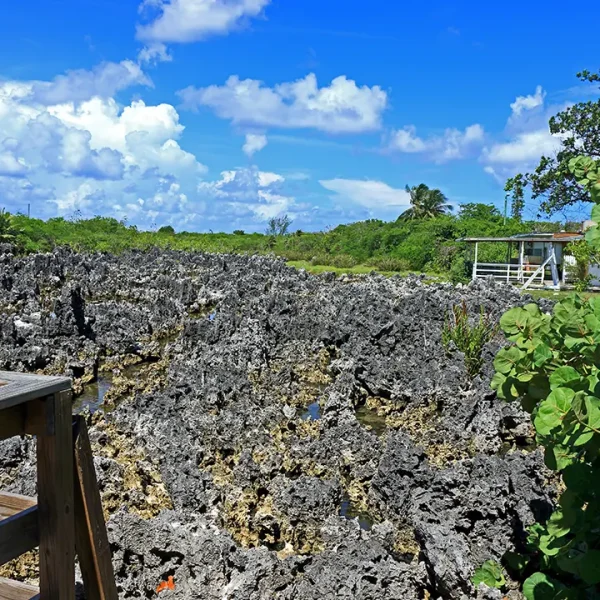 Limestone Deposits - West Bay - Medium